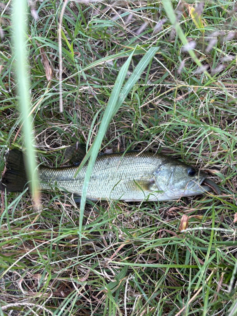 五三川の釣行 - アングラーズ | 釣果600万件の魚釣り情報サイト