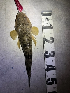 マゴチの釣果