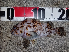 オウゴンムラソイの釣果