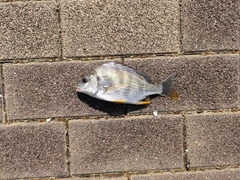 キビレの釣果