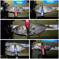 アジの釣果