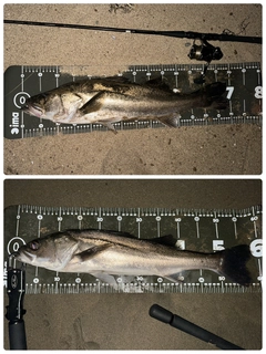 シーバスの釣果