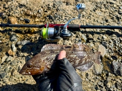 アイナメの釣果