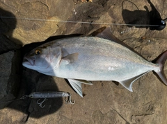 カンパチの釣果