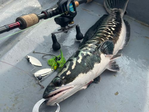 ジャイアントスネークヘッドの釣果 - アングラーズ | 釣果600万件の