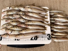 キスの釣果