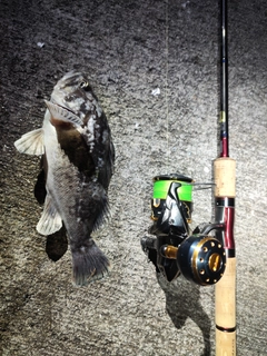 クロソイの釣果
