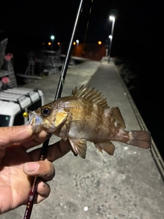メバルの釣果