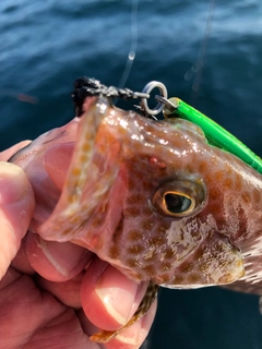 オオモンハタの釣果