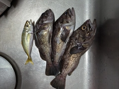 クロソイの釣果