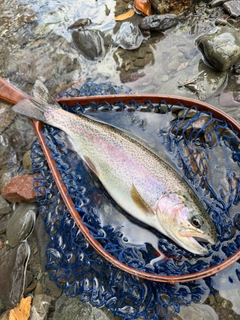 ニジマスの釣果