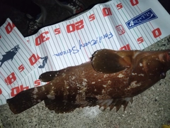 アコウの釣果