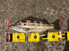 シマイサキの釣果