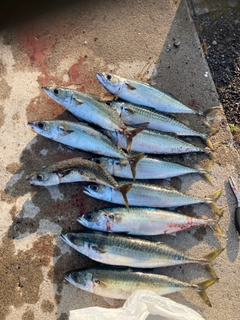 サバの釣果