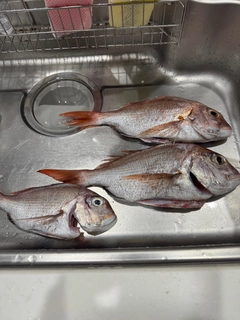 タイの釣果