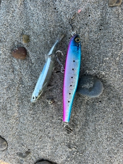 キビナゴの釣果