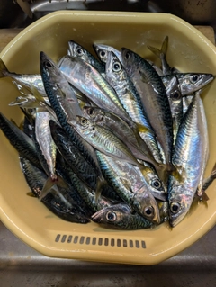 サバの釣果