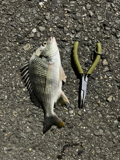 キビレの釣果
