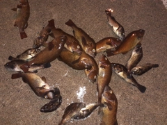 エゾメバルの釣果