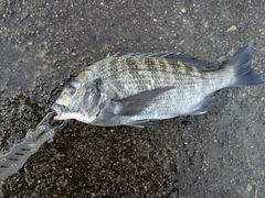 クロダイの釣果