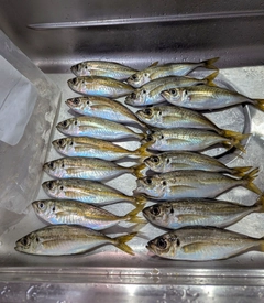 アジの釣果