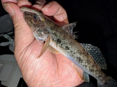 マハゼの釣果