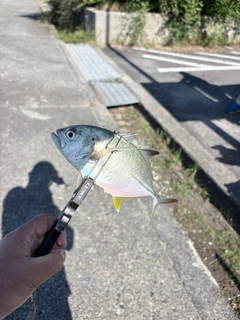 メッキの釣果