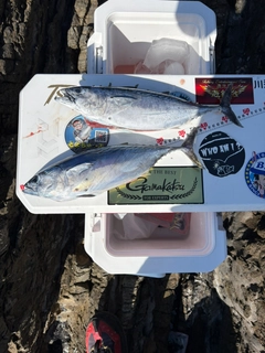 スマガツオの釣果