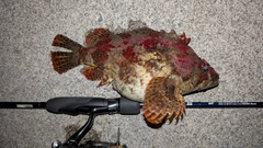 ヨロイメバルの釣果
