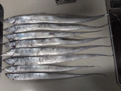 タチウオの釣果