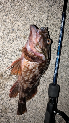 カサゴの釣果