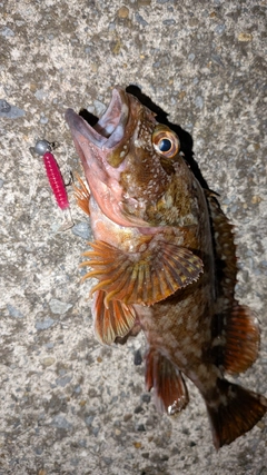 カサゴの釣果
