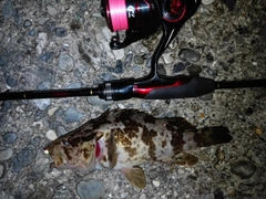 タケノコメバルの釣果