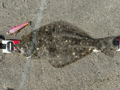 ヒラメの釣果