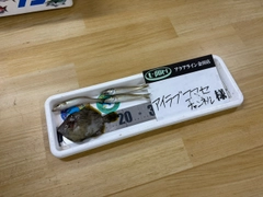 カワハギの釣果