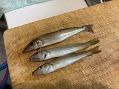 シロギスの釣果