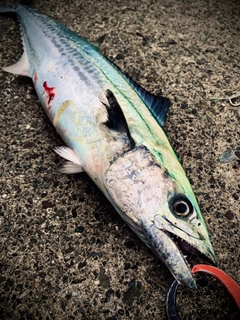 サゴシの釣果