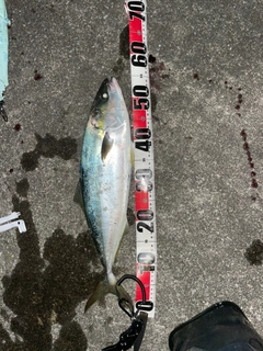 イナダの釣果
