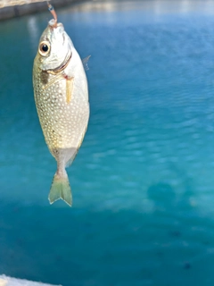 アイゴの釣果
