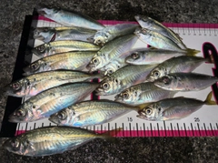 アジの釣果