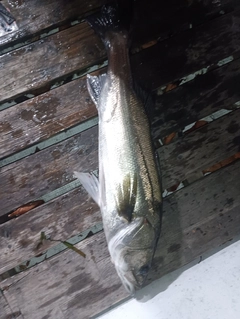 シーバスの釣果