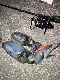 アオリイカの釣果
