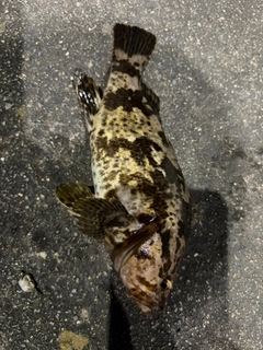 ベッコウゾイの釣果