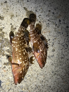 キジハタの釣果