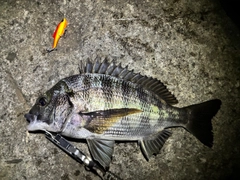 チヌの釣果