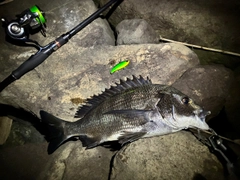 チヌの釣果
