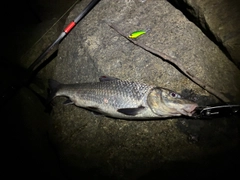 ニゴイの釣果
