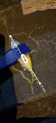 アジの釣果