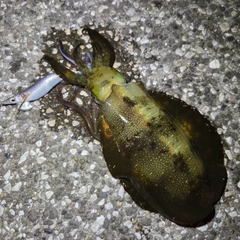 アオリイカの釣果