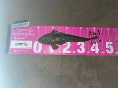 マゴチの釣果